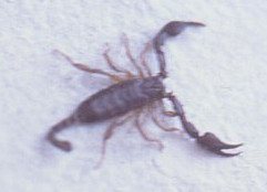 fam Euscorpiidae. Prevalle (BS). by Paolo Beneventi. (old analogue picture)